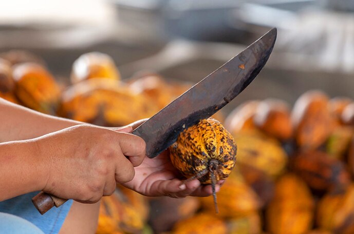 A hand uses a machete to crack open a cocoa pod.