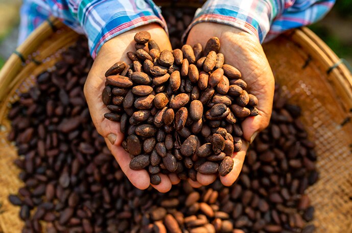 Hands hold cocoa beans over a big basket of cocoa beans.