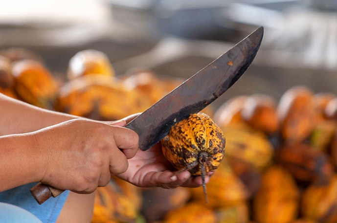 A hand uses a machete to crack open a cocoa pod.