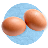 Close up of a two large brown eggs, on a blue background.