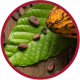 A red outlined image of cocoa beans on a cocoa leaf near a cocoa pod. 