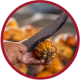 A red outlined image of a hand using a machete to cut open a cocoa pod.